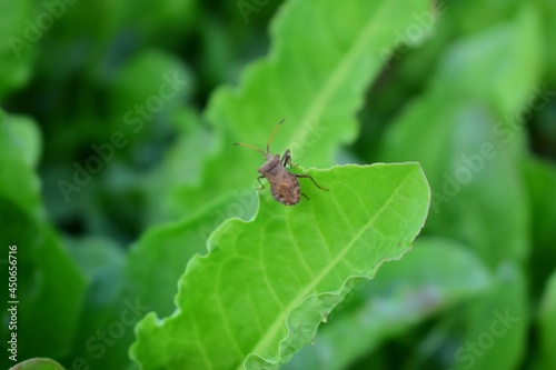 garden bug on a leaf in summer