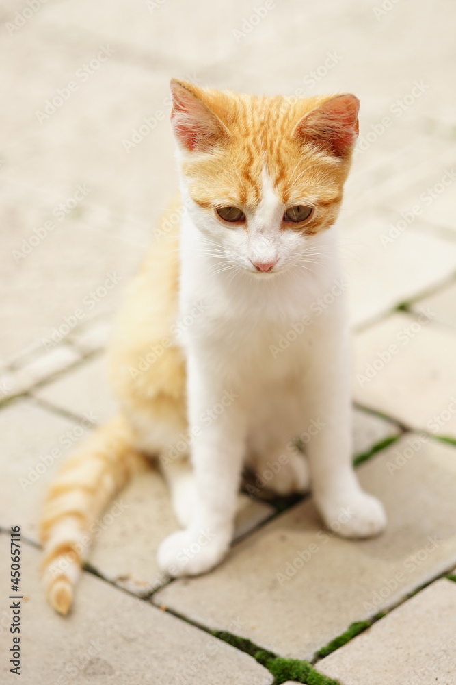 Young white ginger kitten sitting on the street in summer day Young white ginger kitten sitting on the street in summer day