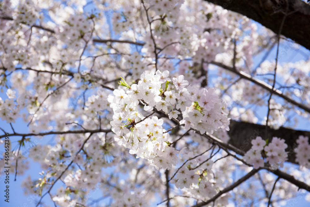 Obraz premium 日本の桜