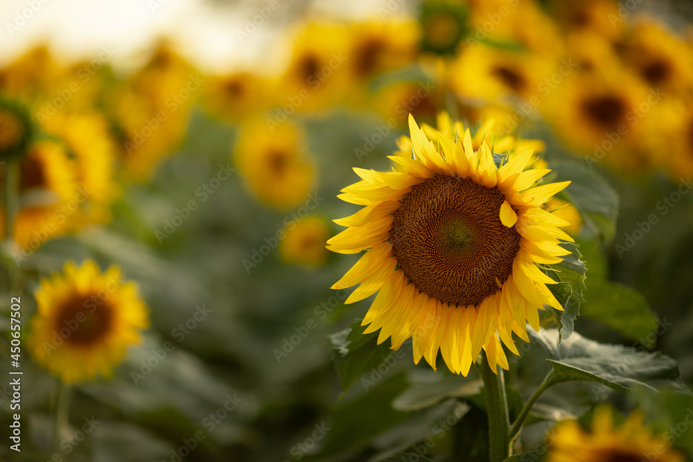 growing sunflower on the field, the flower is shown close-up growing sunflower on the field, the flower is shown close-up