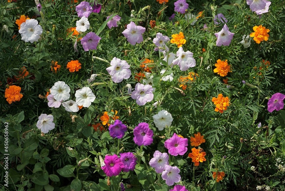 many of bright colored flowers on a flower bed in the summer garden