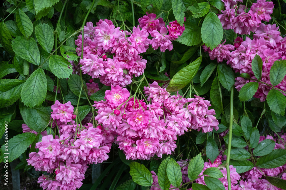 group of pink flowers background