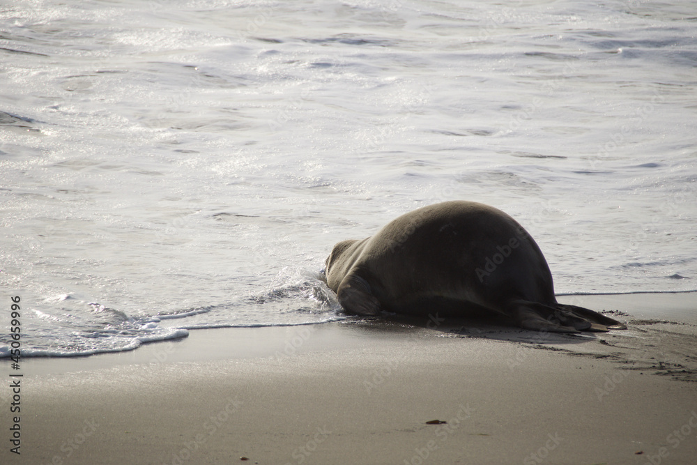 Obraz premium island sea lion