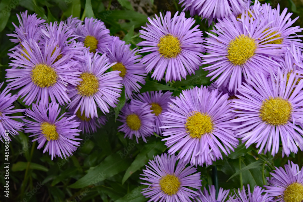 Fototapeta premium Violet flowers