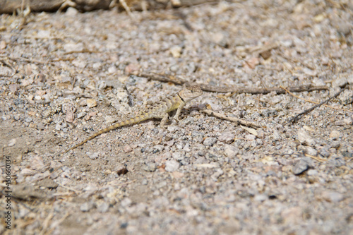 lizard on the sand © Laurence