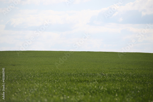 landscape view of green wheat field