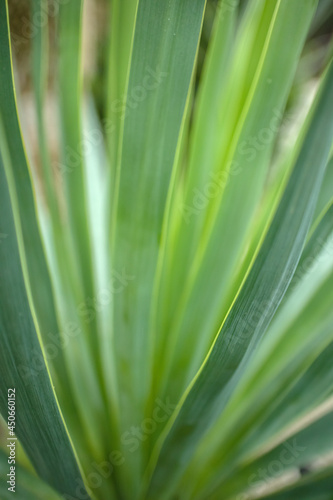 green palm leaf macro background