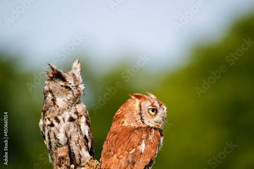 Closeup shot of downy eastern screech owls in their habitat