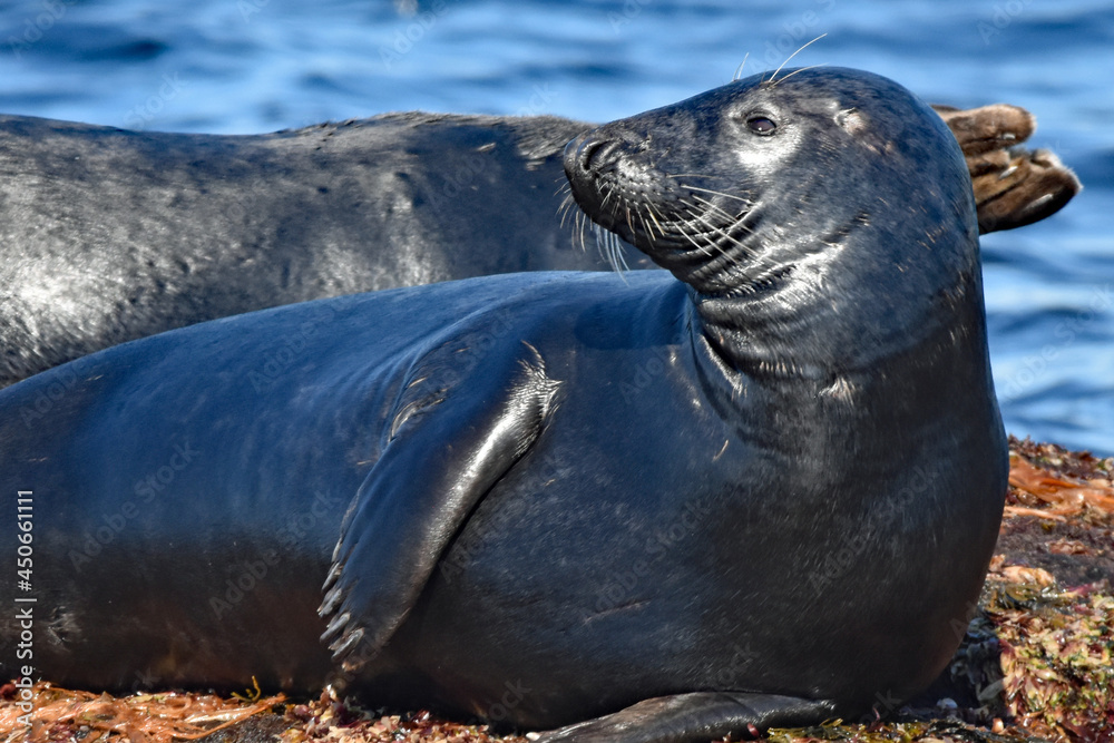 Obraz premium Grey seals on island skerries