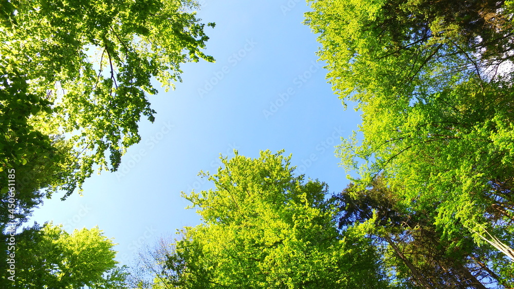Observing interesting sky and bold green trees. Observing interesting sky and bold green trees.