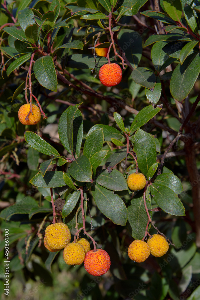 Fruta o baya del madroño (Arbutus Unedo)
