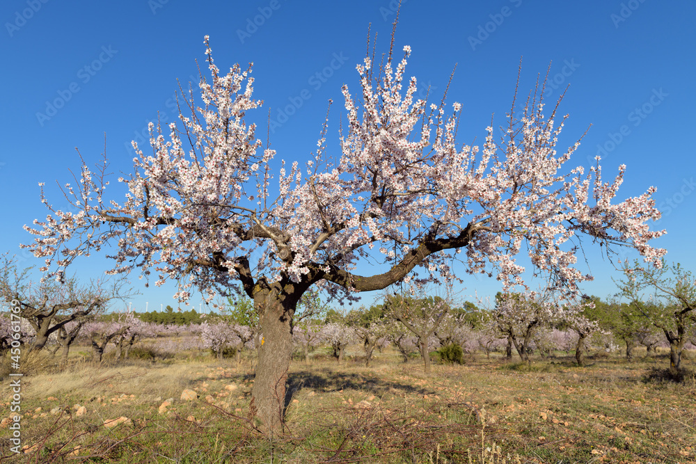 Flor de almendro bajo un cielo azul. Comunidad Valenciana. España Flor de almendro bajo un cielo azul. Comunidad Valenciana. España