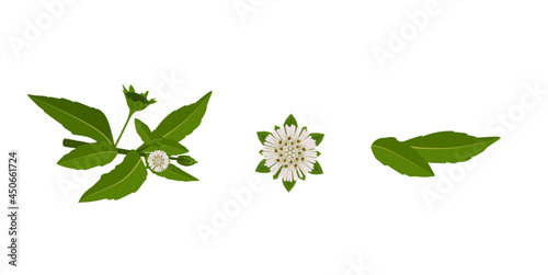 Eclipta Alba, Eclipta Prostrata or Bhringraj, also known as False Daisy is an effective herbal medicinal plant in Ayurvedic medicine.vector illustration.