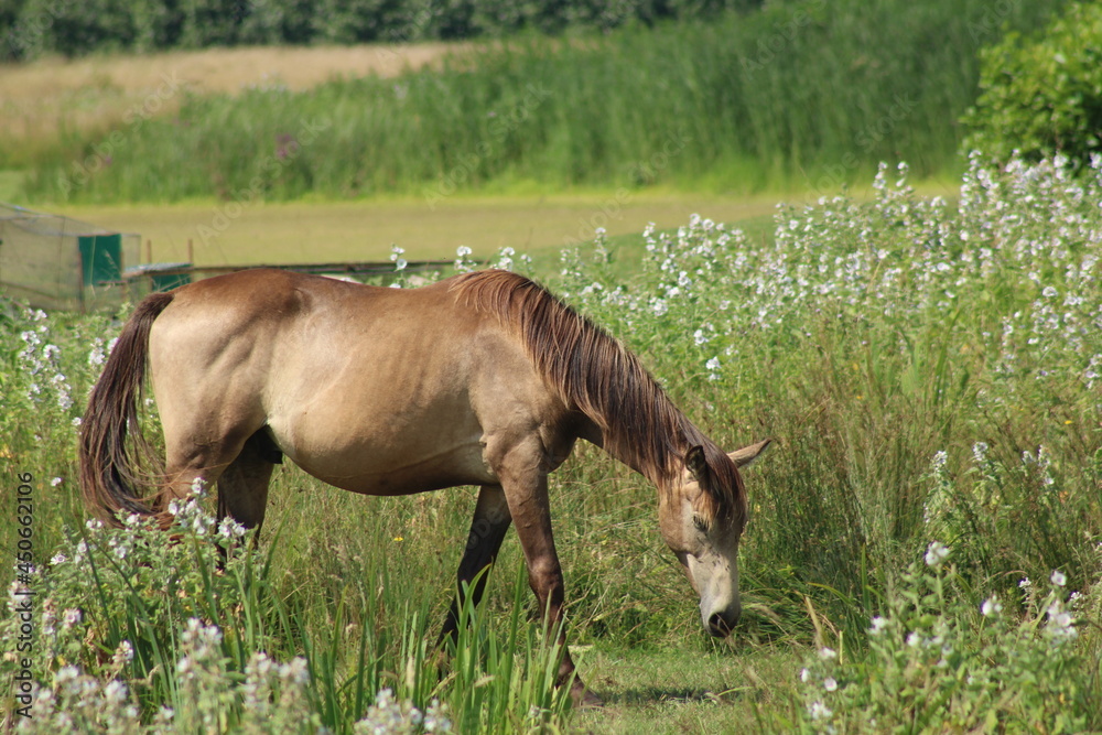 Naklejka premium Cheval normandie