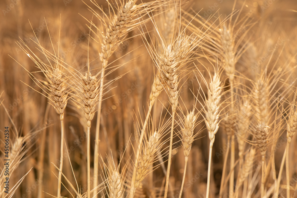 Close up of wheat grain showing the fine details as the afternoon sun shines on the crop Close up of wheat grain showing the fine details as the afternoon sun shines on the crop