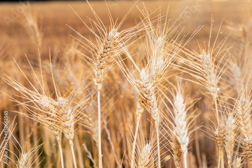 Close up of wheat grain showing the fine details of the seeds.