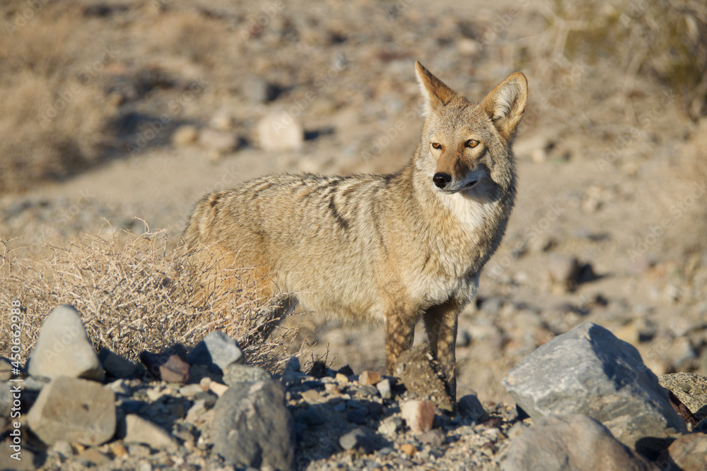 Obraz premium black backed jackal