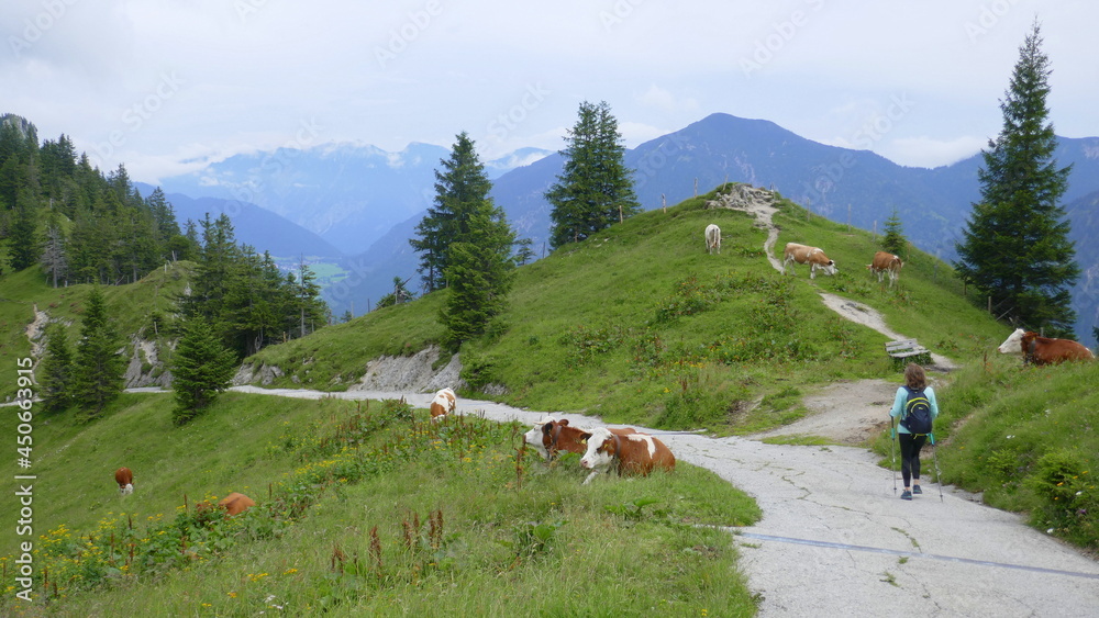 Wandeerin auf dem Rückweg vom Pürschlinghaus zum Kolbensattel umgeben vom Gebirgsblick und Kühen auf der Weide
