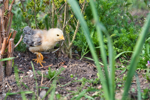 Baby Chick