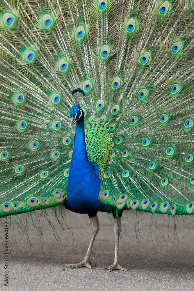 Obraz premium Courting peacock with an extended crown of feathers, the ornate train