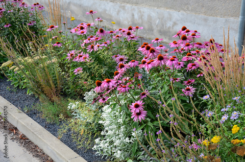 perennial flower bed with a predominance of purple in the garden and parks with bulbs on the street  photo