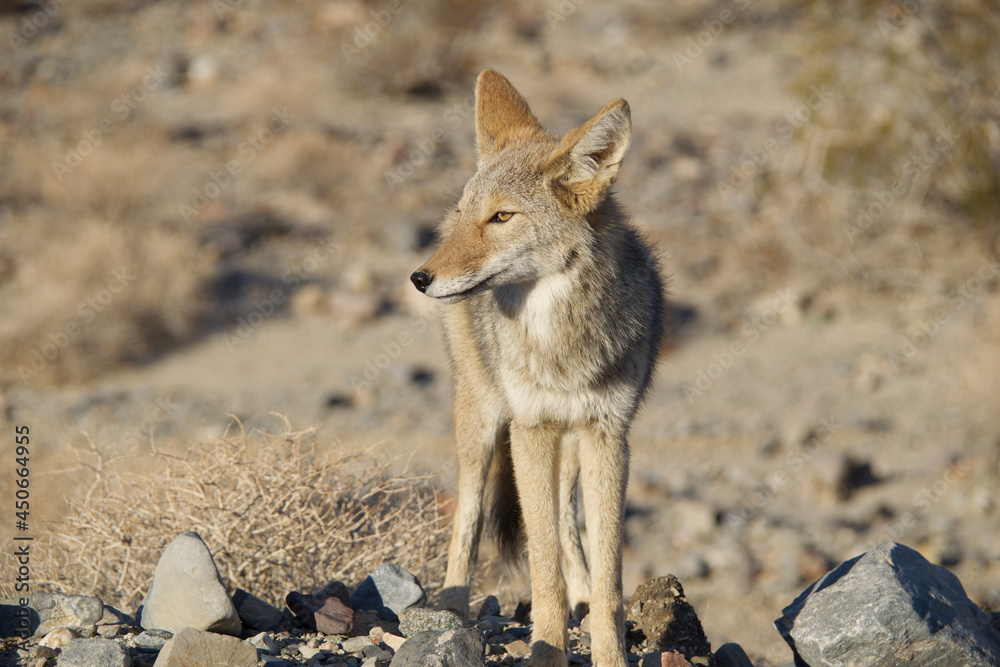 Fototapeta premium black backed jackal
