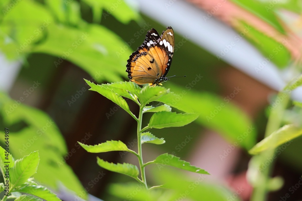 Hypolimnas misippus beautiful butterfly resting on green leaf
Hypolimnas misippus beautiful butterfly resting on green leaf