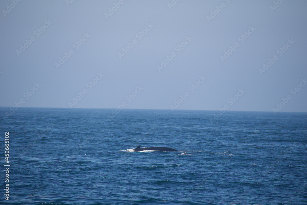dolphins in the sea dolphins in the sea