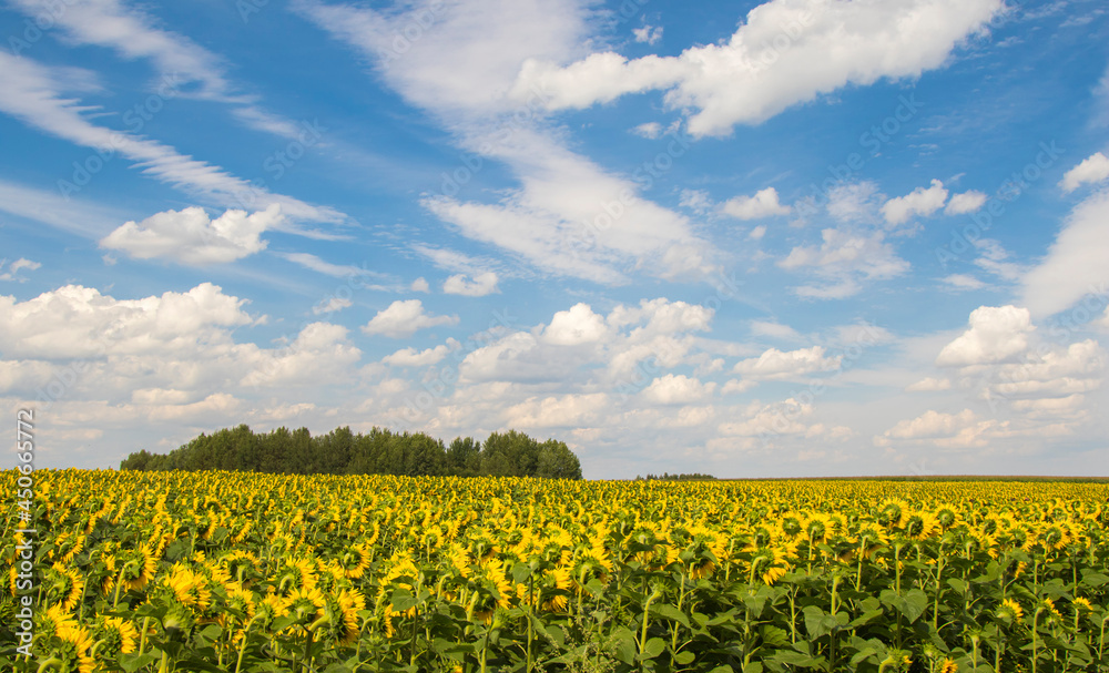 Sunflower field with cloudy blue sky. Sunflower field with cloudy blue sky.