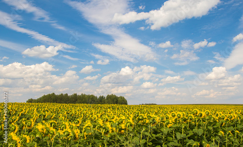 Sunflower field with cloudy blue sky.