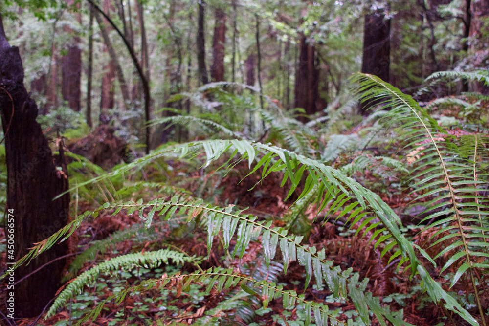 Obraz premium fern in the forest