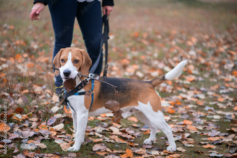 Young woman with happy beagle dog walking and playing in autumn leaves