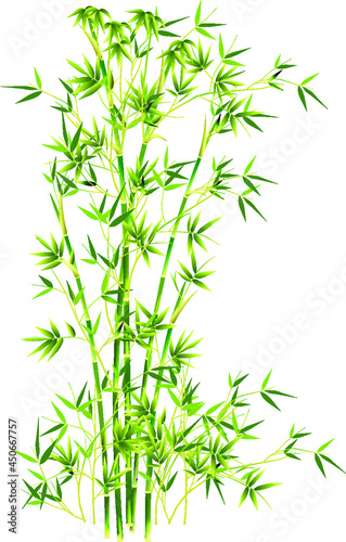 simple vector bamboo tree and leaves. Flat line design. Set of elegant floral elements for graphic and web design. Decorative vintage line elements collection. Vector illustration