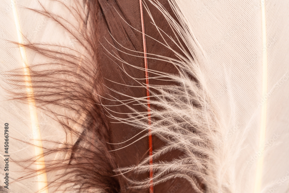 Fototapeta premium Brown and off white feathers background