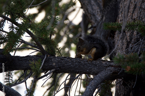 squirrel on tree © Laurence