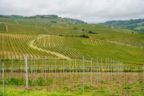 Vineyards of Monferrato near Acqui Terme at springtime