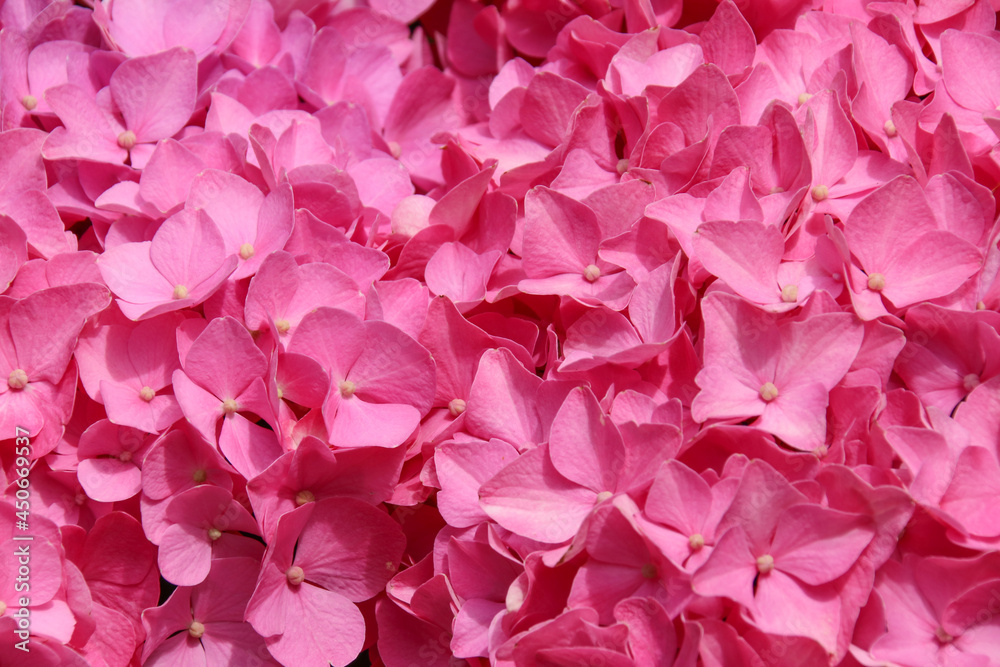 Close up detail of a bright pink Hydrangea flower in full bloom