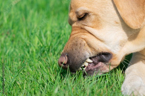 The dog is eating fresh green grass. Cleanses the intestines, animal natural health concept.
