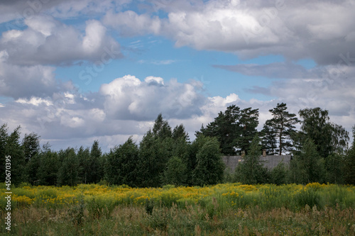 small country village house covered with trees, meadow with yellow flowers in foreground, blue sky with big fluffy clouds in background