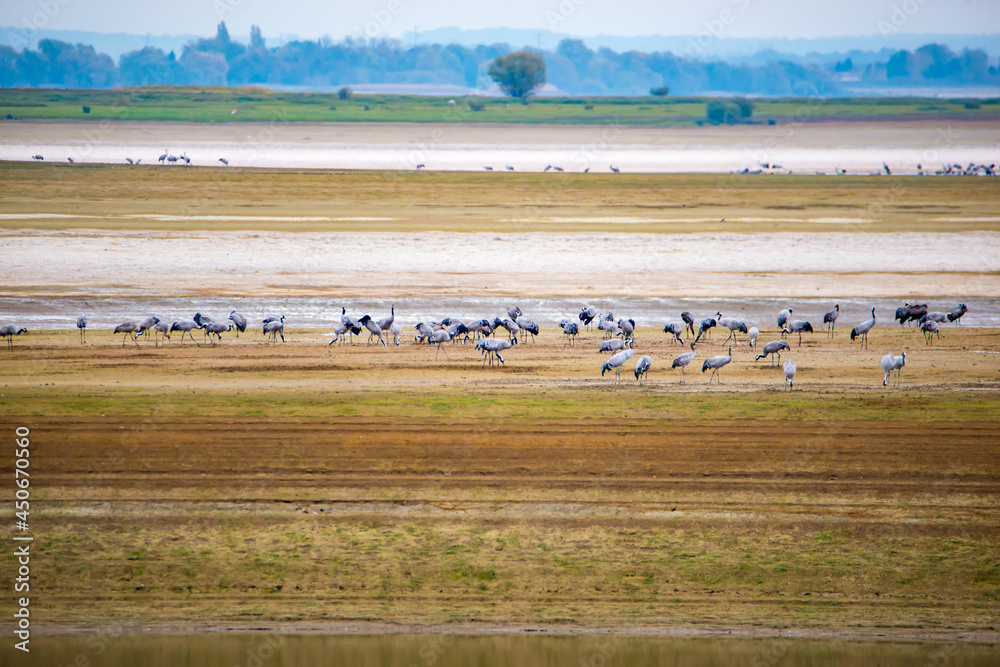 Cranes at the Lac du der in France - obrazy, fototapety, plakaty 