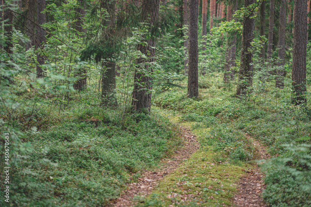 Landscape of a forest road covered with moss in sunlight. Autumn pine forest background