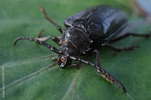 Close up of female Prionus coriarius a species of longhorn beetle also known as the tanner or the sawyer 