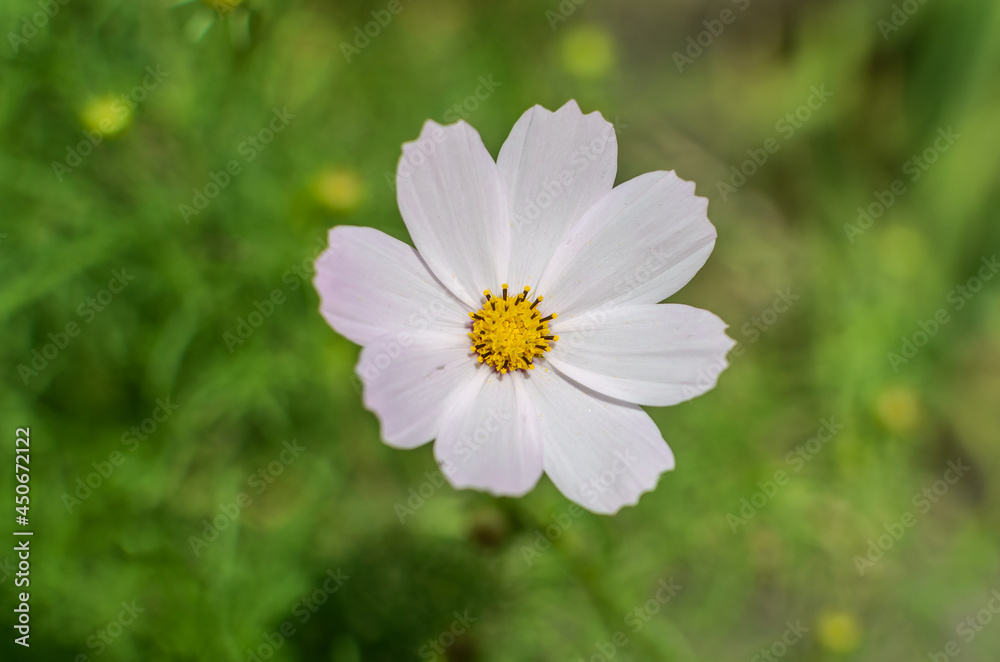 Summer flower on blurred green background Summer flower on blurred green background