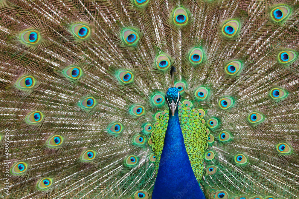 Fototapeta premium Portrait of beautiful male peacock with feathers out on display
