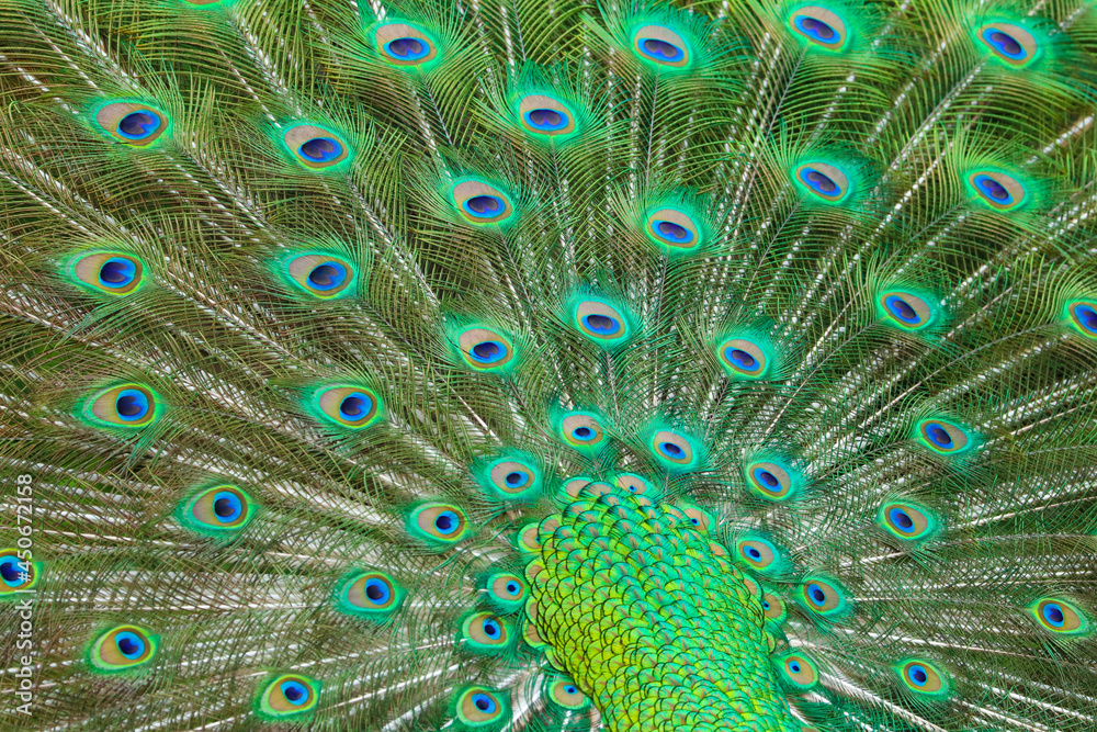 Obraz premium Close up detail of a male peacock's tail feathers shining in the sunshine