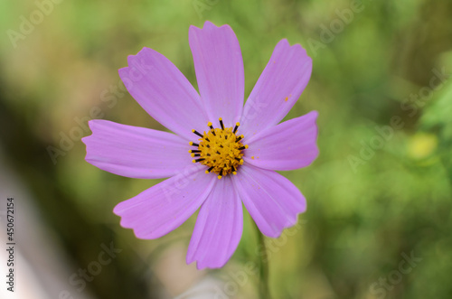 Summer flower on blurred green background