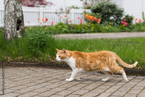 Freigänger Katze