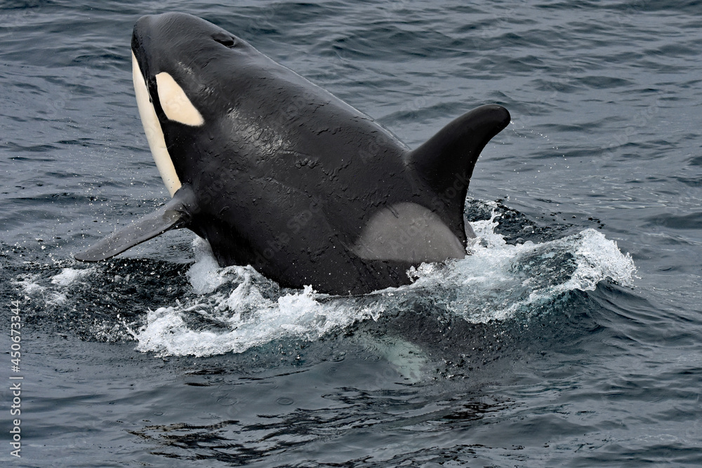 Fototapeta premium Killer whale jumping out of water