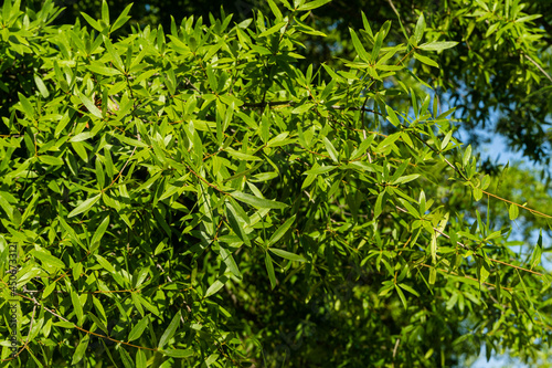 Картината върху платно Luxurious foliage of willow oak (Quercus phellos) on blurred green background