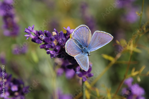 Common blue butterfly (Polyommatus icarus), feeding on a lavender flower with wings open